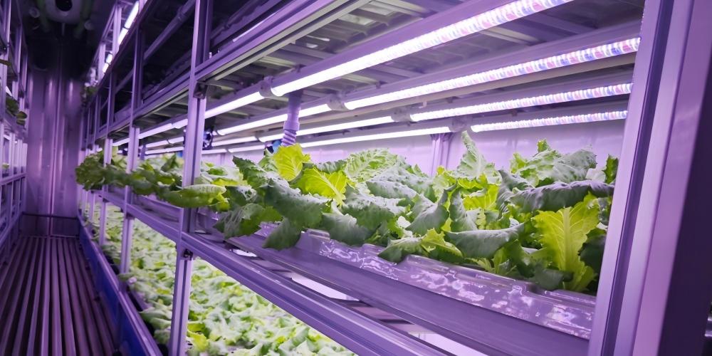 HELLION Vertical Farm LED Solution