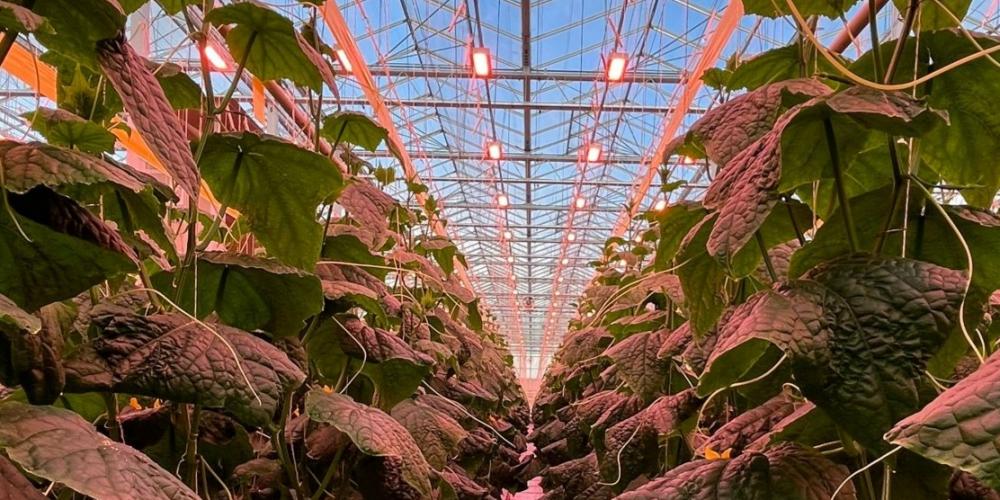 HELLION Greenhouse LED Solution