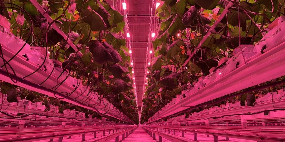 HELLION Greenhouse LED Solution